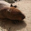 神崎農村公園ヨーデルの森でふれあいを