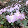 イワウチワ　横根山