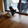 ひまーひまー。