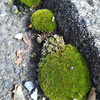 道端の苔玉にちっちゃな新芽：27日の写真