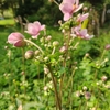 本田由紀さんに聞いた：生命、生活、尊厳を守らない政治──教育の場で起こっていること
