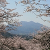 【桜川市】雨引観音の桜・・