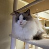 夜の大かくれんぼ
