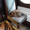 「のら」は、いない