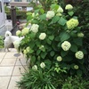 初夏、梅雨の庭の植物たち