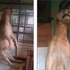 インドネシアで動物園の虐待事件が多発、ライオンが首吊り 