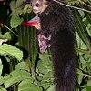 アイアイに関する雑学！