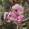 八重桜