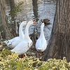 鳥さん達の鳥さん関係