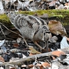 ヤマシギ　その１