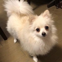 ふわふわポメラニアンのクリーム色～その魅力と成犬になるまでの変化