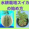水耕栽培スイカの始め方！苗選びから収穫まで詳しく解説！