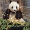 神戸 王子動物園・パンダ 