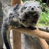 高知県立のいち動物公園より、ビントロングのメス