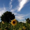 ９月６日の向日葵と秋空