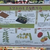 【家庭菜園】トマトの育て方