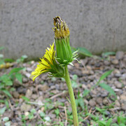 双頭タンポポ カテゴリーの記事一覧 - ララララLife goes on