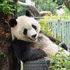 兵庫県神戸市　神戸市立王子動物園