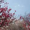 偕楽園 水戸 紅葉 見ごろ時期は？