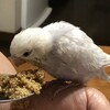 鳥さんたちの体重