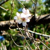 #上野公園#ソメイヨシノ#桜