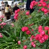 bloom
