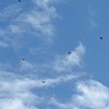 秋のサシバの渡り