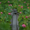 感動の美しさ！雨の中艶やかに咲く蓮の花🌸 ヤマサ蒲鉾