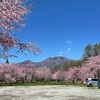 GWの軽井沢　桜は満開？