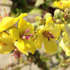 (420) Verbascum virgatum