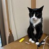 最近食べたものいろいろドムドム　feat. 2秒くろちゃん