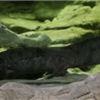 【画像】世界一長いオオサンショウウオが発見される