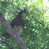 シロハラヒメシャクケイ White-bellied Chachalaca