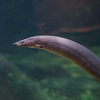 ファイヤースパニィイール Mastacembelus erythrotaenia