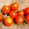 水耕栽培ミニトマト　今晩は９個収穫できました。