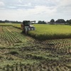 稲刈り作業
