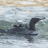 ウミウ　高戸小浜