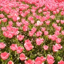 Satochang’s blog