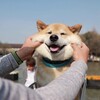 【インスタ×犬】最強の癒やしは最高のインフルエンサー！Instagramに必要とされる理由は？