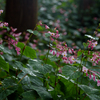 雨の花