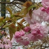 【花見】今年最後の桜を楽しみに時之栖へ②　～花よりお馬さん・・・～