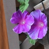 MyGarden今朝の朝顔