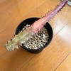 【悲報】紅肌彩雲閣の挿木が…
