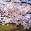 米納津の桜並木