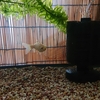 金魚 水換え後のエサ切りについて