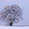 雪月花に欠かせない日本の文化ってなーんだ