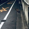 『フラフラと歩く猫』