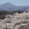 桜満開