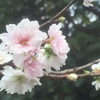 冬の&#127800;桜