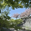 堀川遊歩道の桜並木